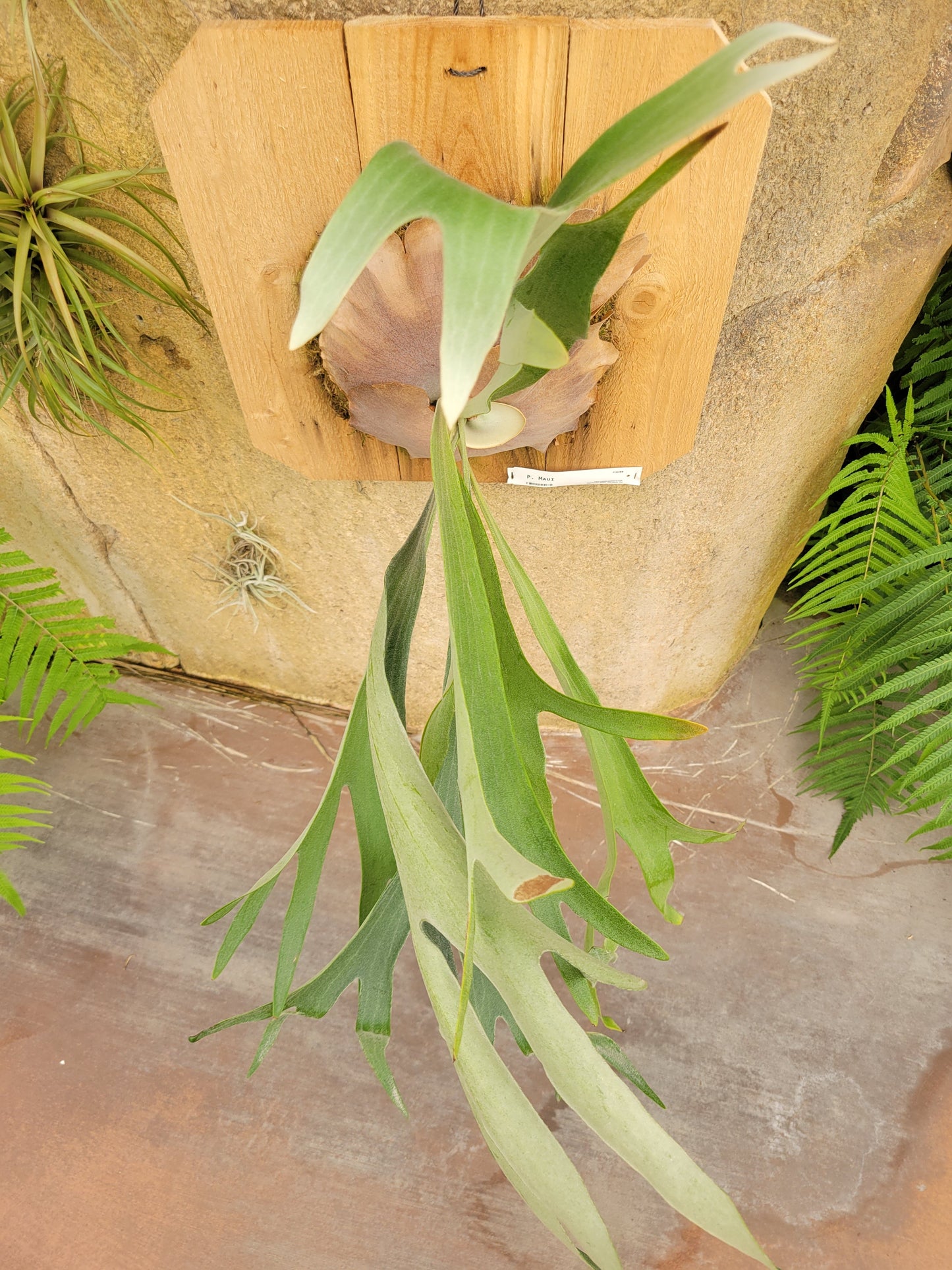 Platycerium bifurcatum 'Maui' (Staghorn fern)