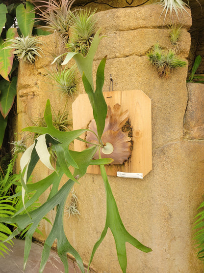 Platycerium bifurcatum 'Maui' (Staghorn fern)