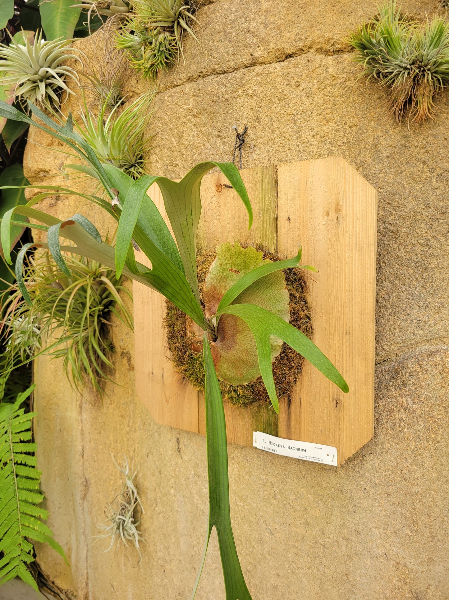 Platycerium bifurcatum 'Mickey's Rainbow' (Staghorn fern)