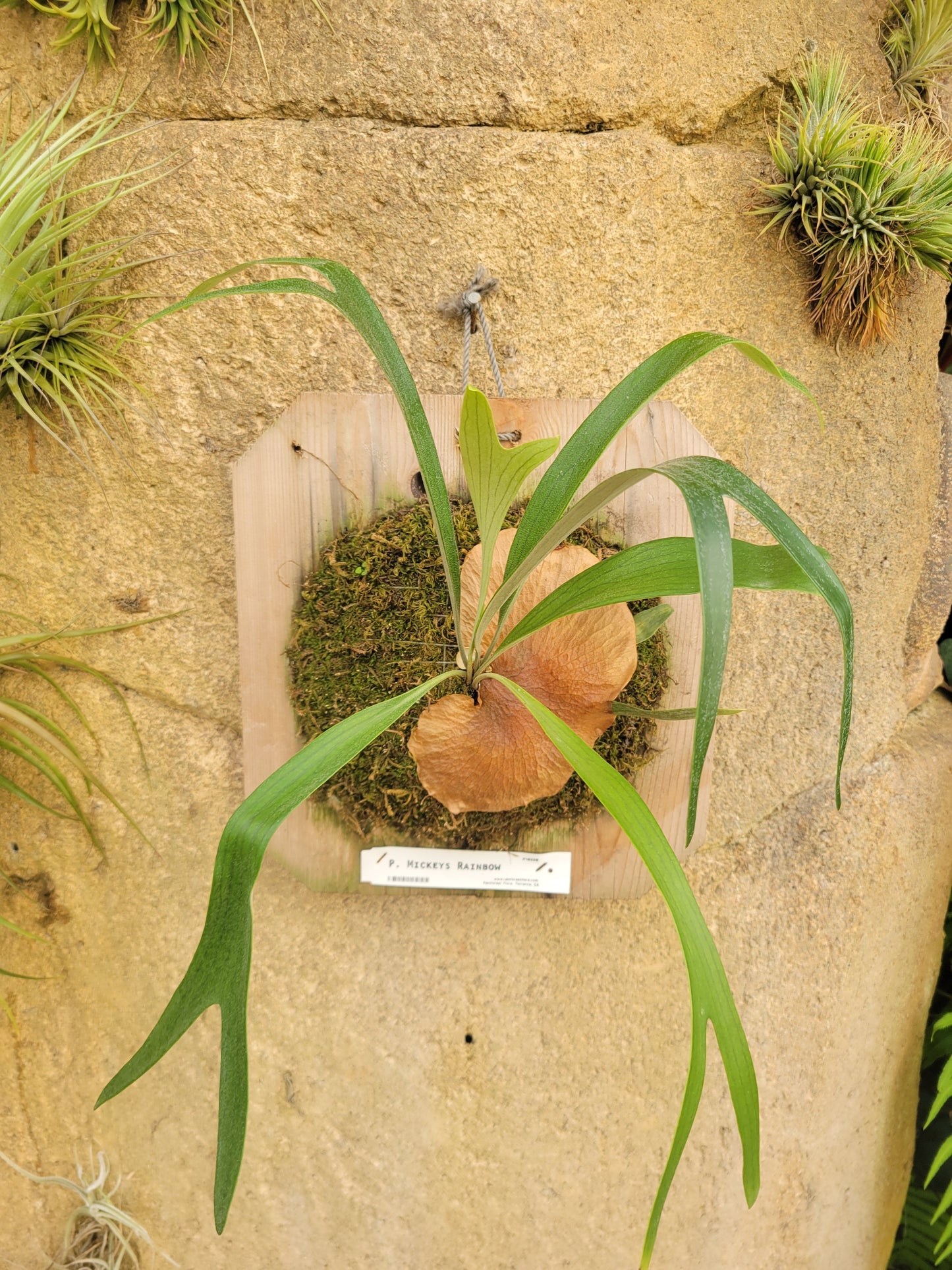 Platycerium bifurcatum 'Mickey's Rainbow' (Staghorn fern)