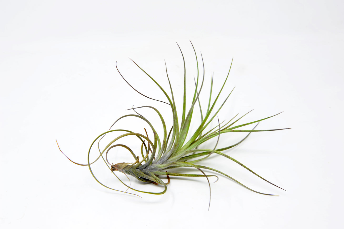 Tillandsia 'Mystic Albert'