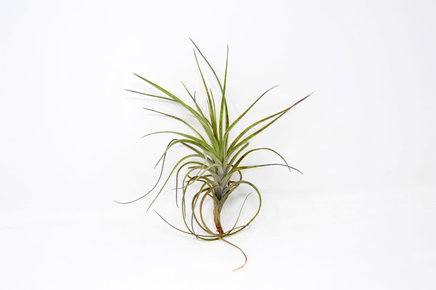 Tillandsia 'Mystic Albert'