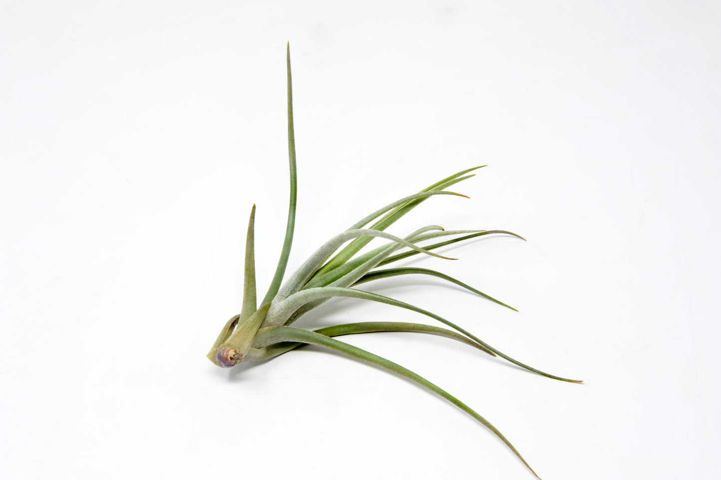 Tillandsia 'Mystic Markus'