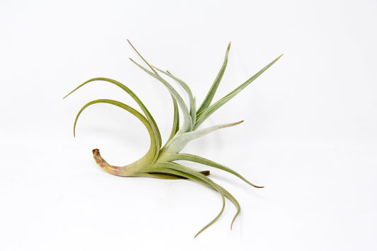 Tillandsia 'Mystic Trumpet'