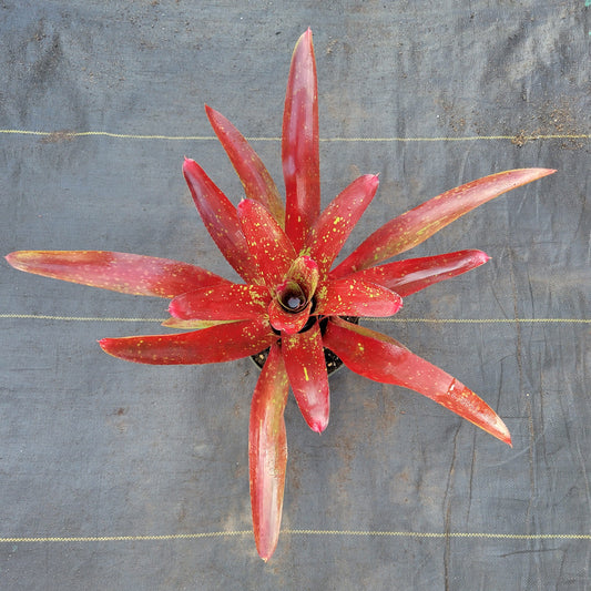 Neoregelia 'Catherine Wilson' x 'Fireball'