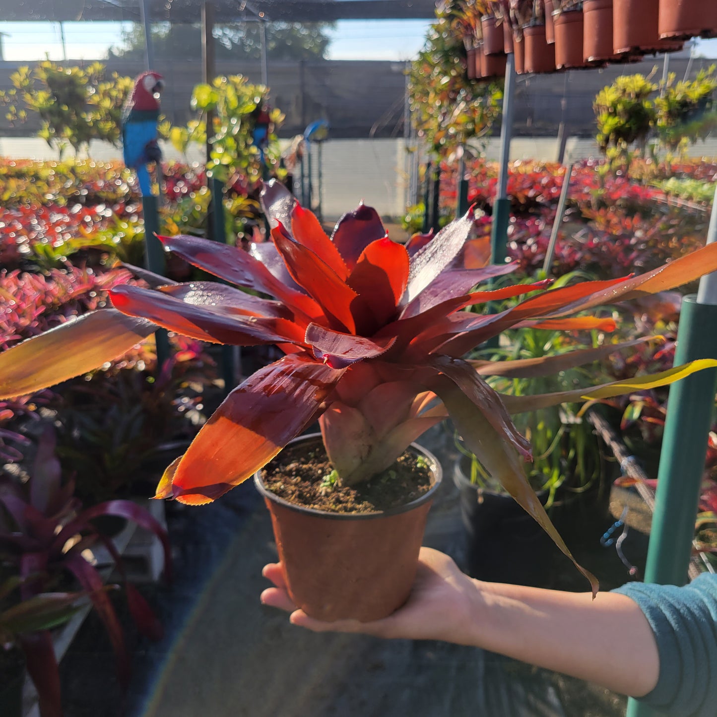 Neoregelia 'Decora'