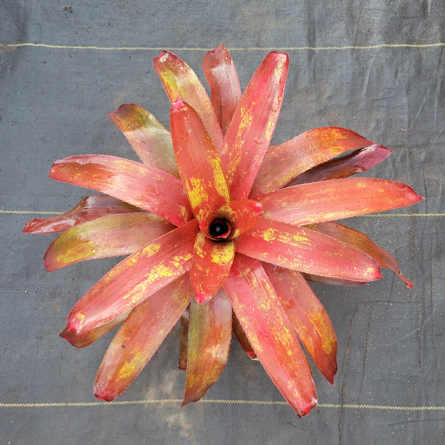 Neoregelia 'Efrain'