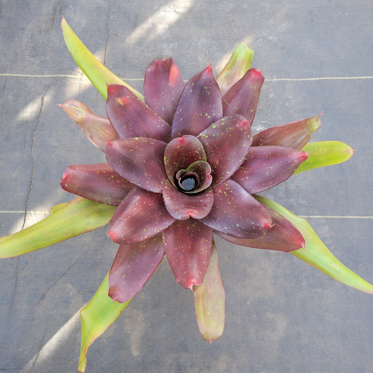 Neoregelia 'Kaylan'