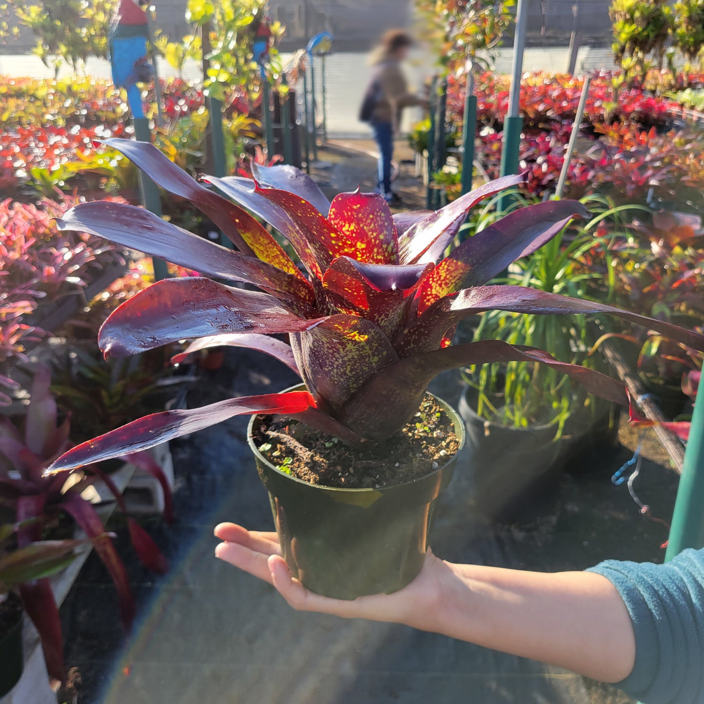 Neoregelia 'Kimberly'