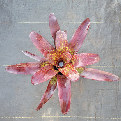 Neoregelia 'Kimberly'