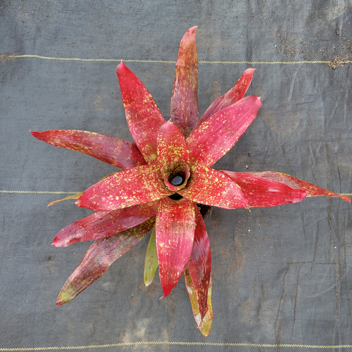 Neoregelia 'Lluvia'