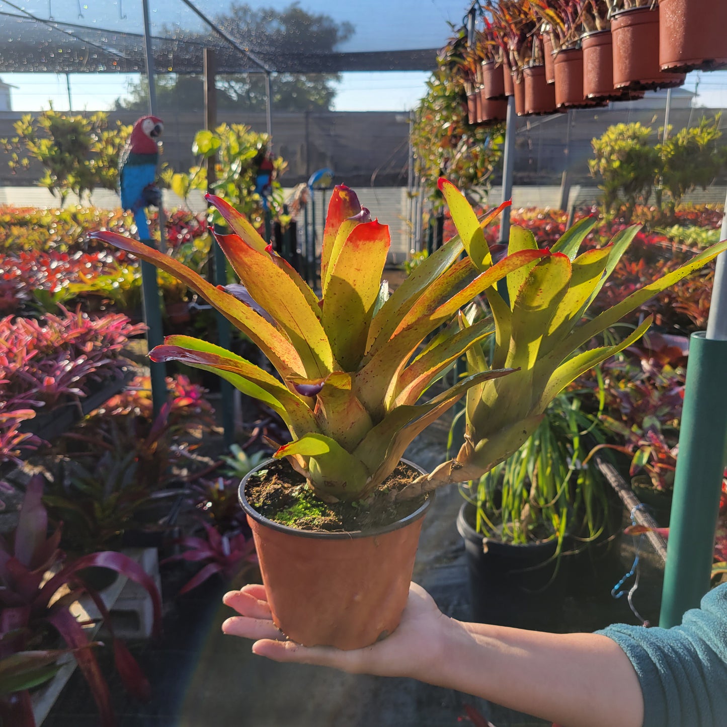 Neoregelia 'Olens' x 'Fireball'