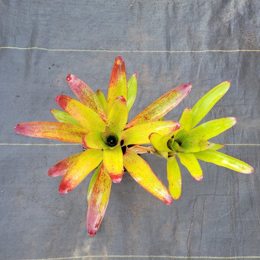 Neoregelia 'Olens' x 'Fireball'