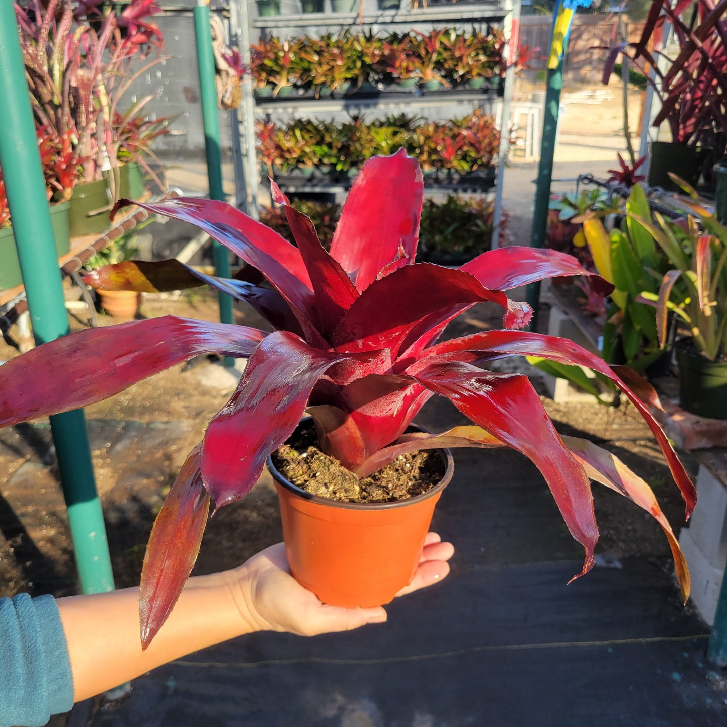 Neoregelia 'Pink on Black'