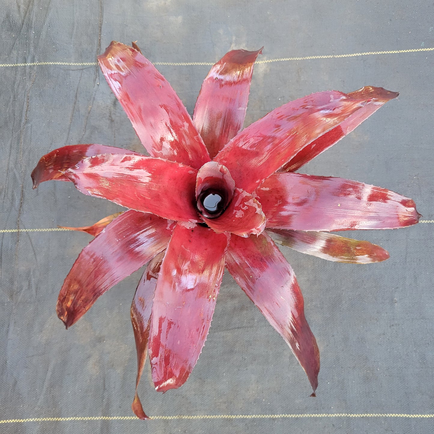 Neoregelia 'Pink on Black'