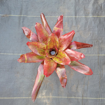 Neoregelia 'Rhonda'