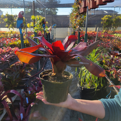 Neoregelia 'Royal Cordovan'