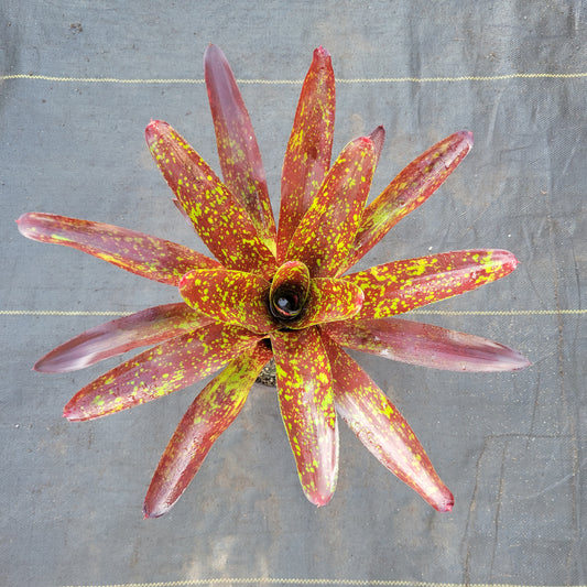 Neoregelia 'Steven'