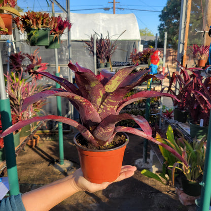 Neoregelia 'Takemura Grande' Red