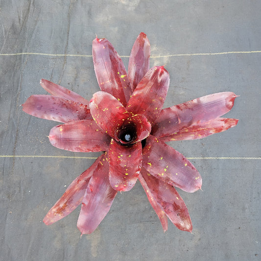 Neoregelia 'Takemura Grande' Red