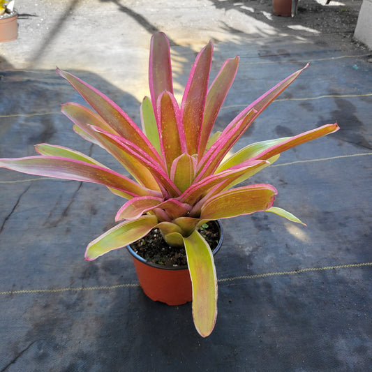 Neoregelia 'Ultima'