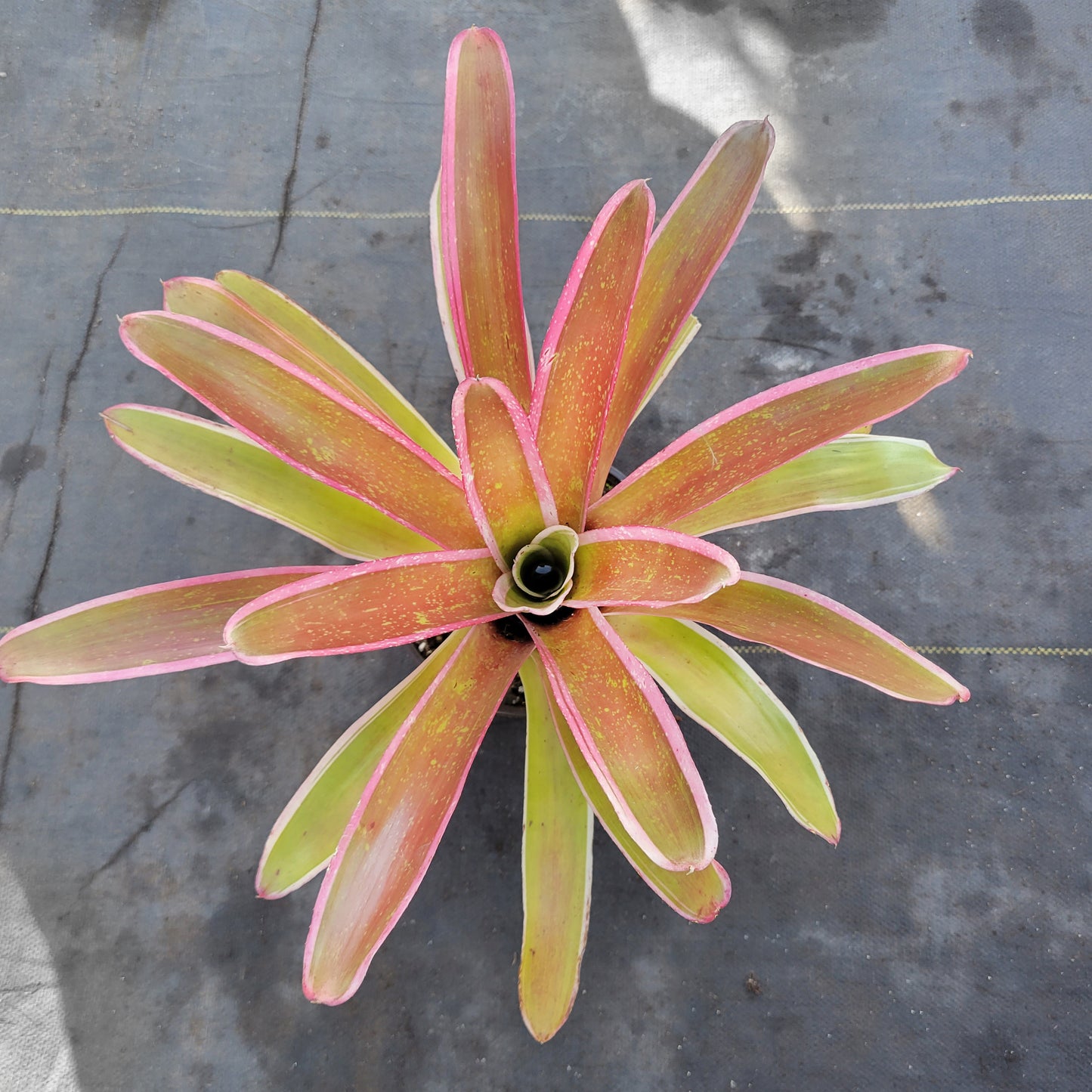 Neoregelia 'Ultima'