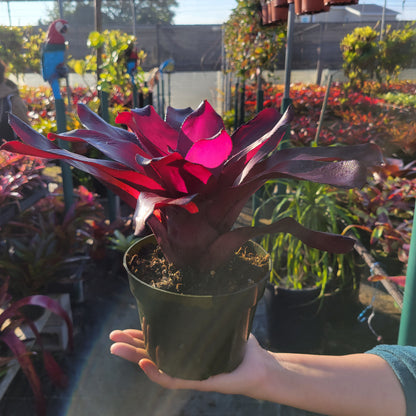 Neoregelia 'Voodoo Doll'