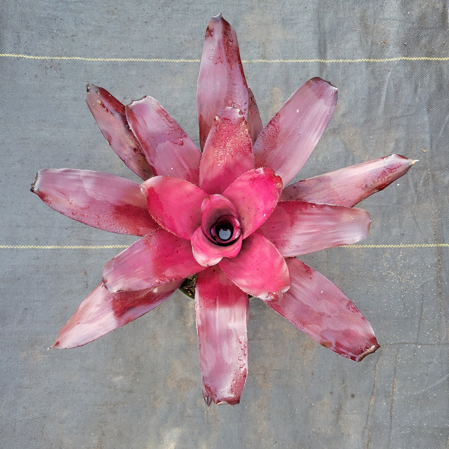 Neoregelia 'Voodoo Doll'