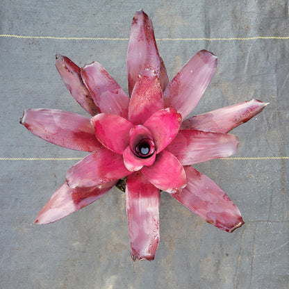 Neoregelia 'Voodoo Doll'