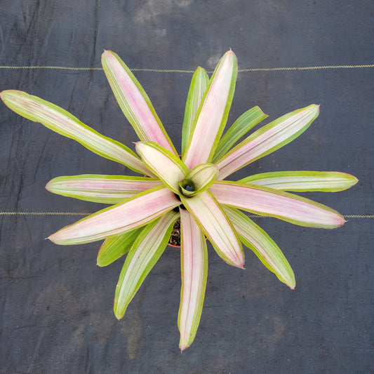 Neoregelia 'Ardie'