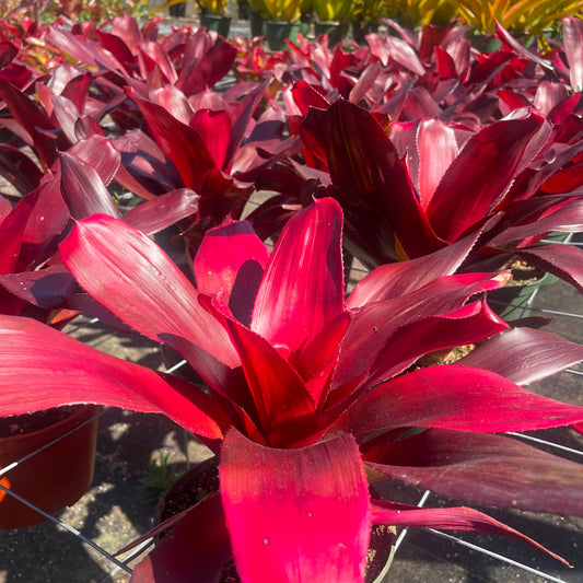 Neoregelia 'Maria'