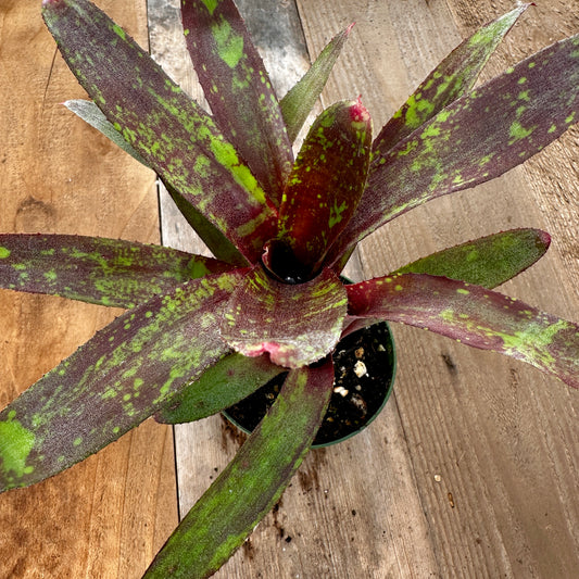 Close-up angled-down shot of Neoregelia 'Chiquita Linda' resting on mixed-patina vertical cedar boards