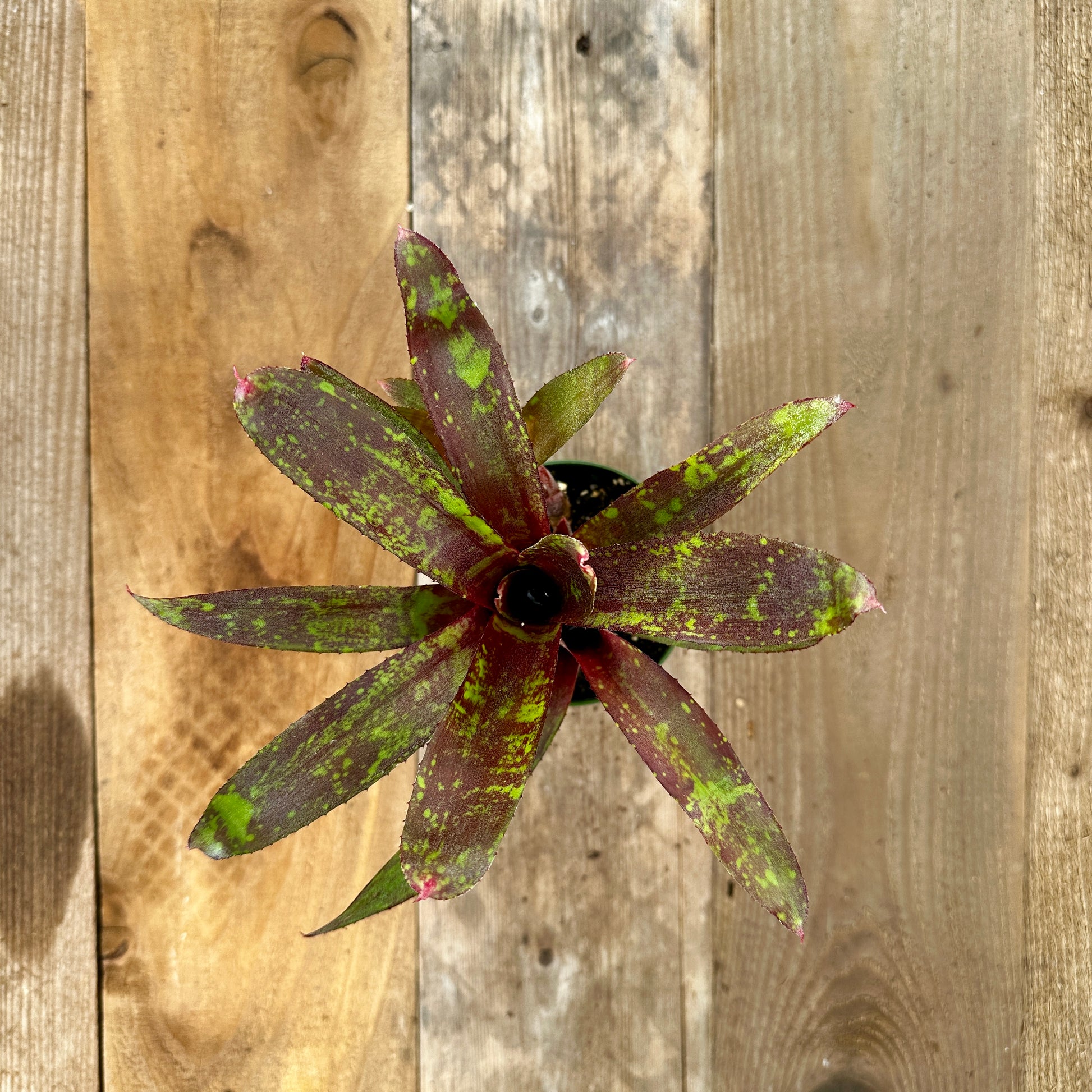 Overhead view of Neoregelia 'Chiquita Linda' bromeliad on vertical cedar boards with mixed gray and brown patina