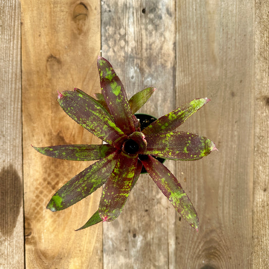 Overhead view of Neoregelia 'Chiquita Linda' bromeliad on vertical cedar boards with mixed gray and brown patina