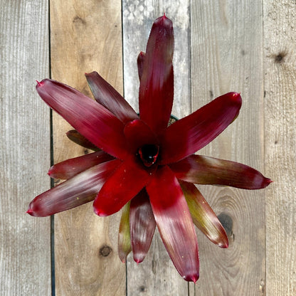 Rainforest Flora - Neoregelia 'Decora' - above view