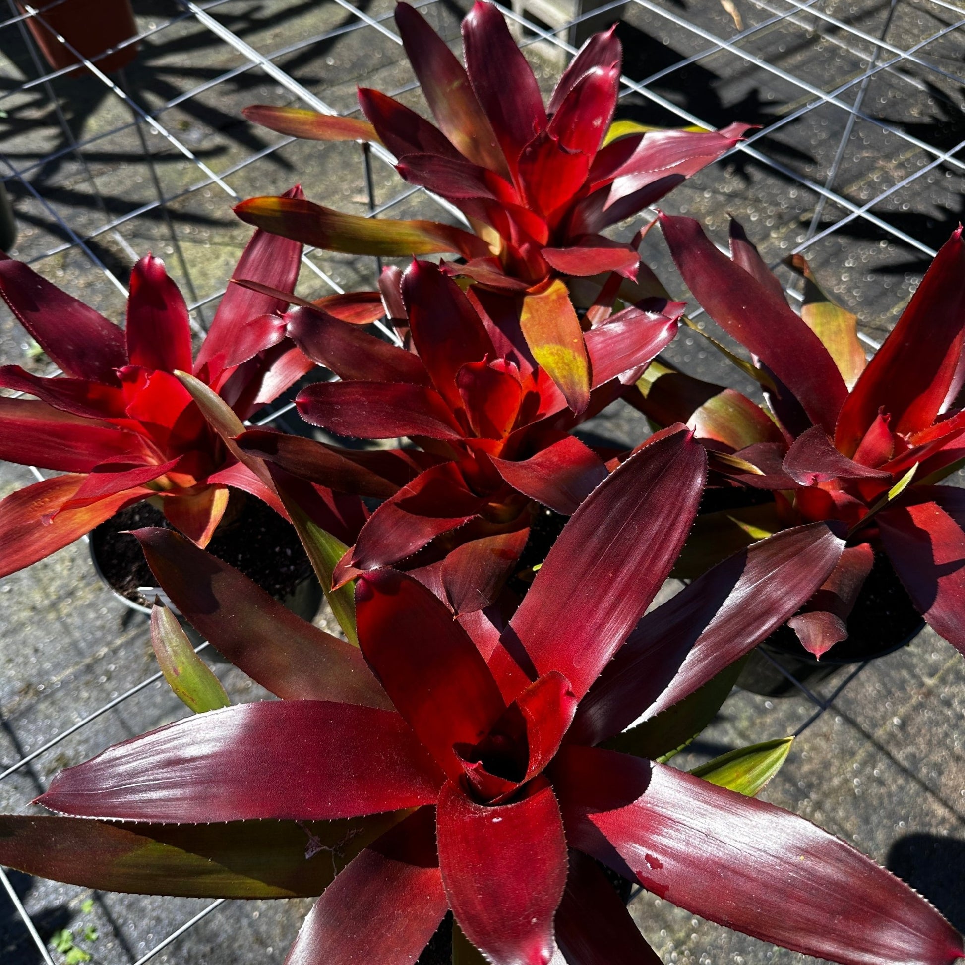 Rainforest Flora - Neoregelia ‘Decora’ - group view