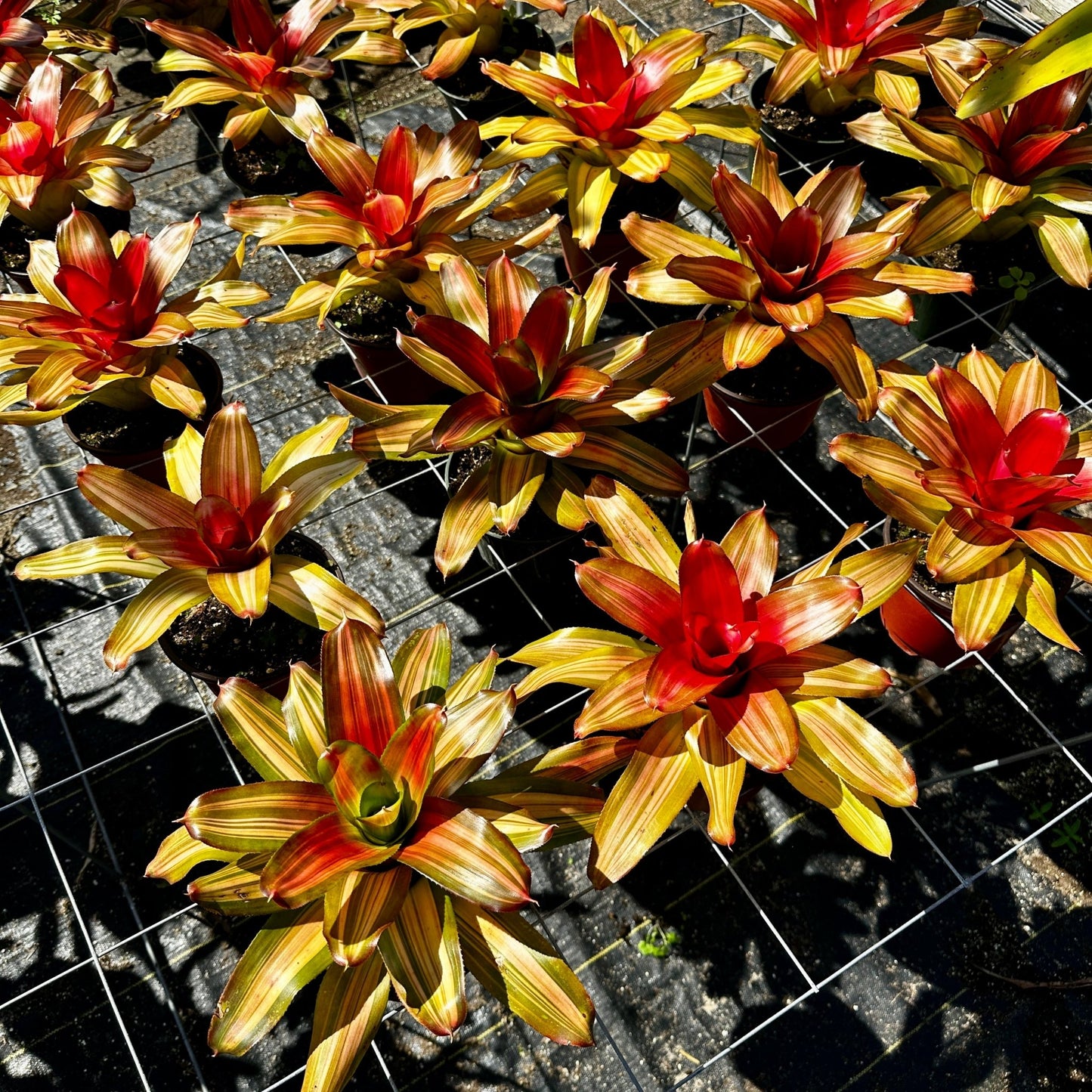 Rainforest Flora Neoregelia 'Freddy' - group view