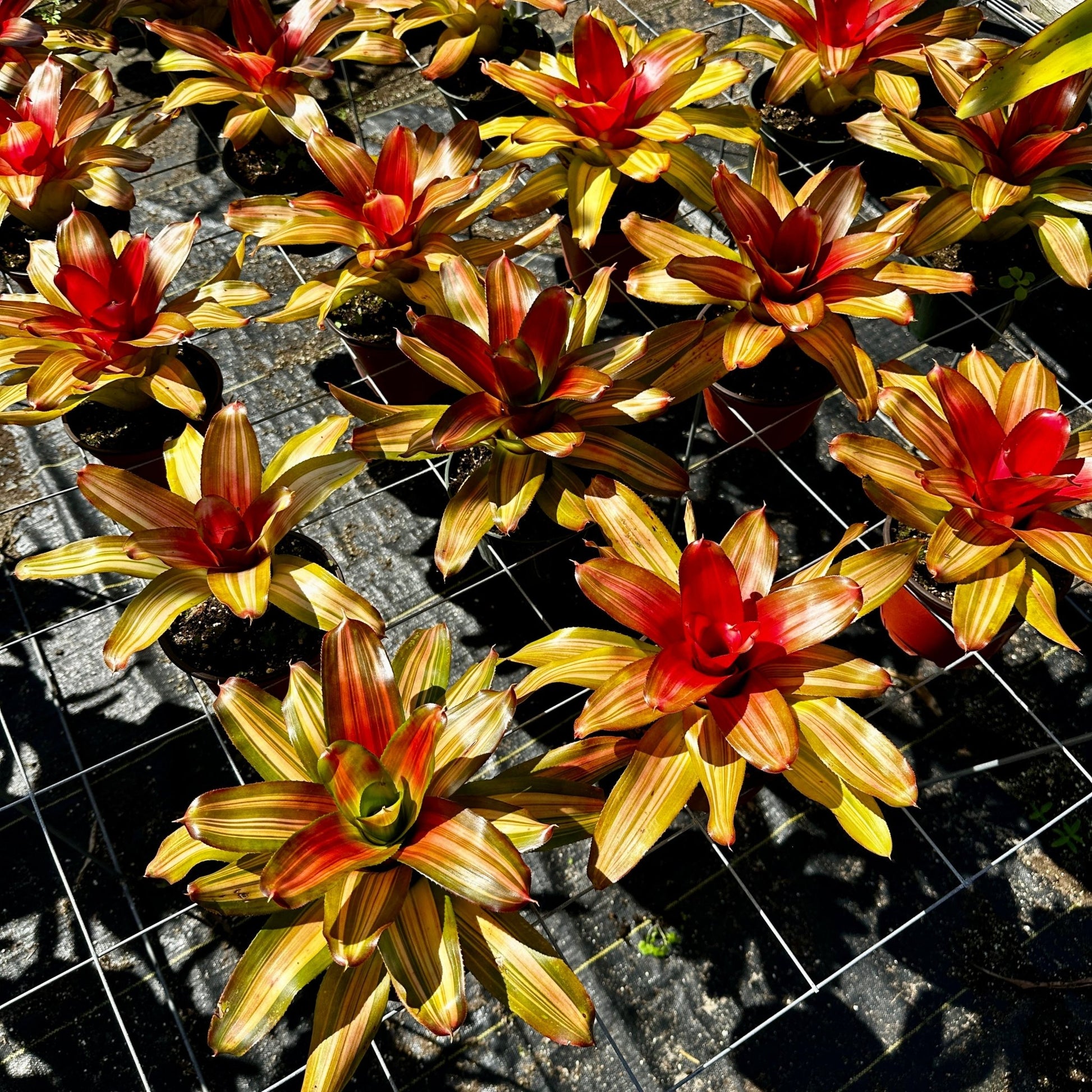 Rainforest Flora Neoregelia 'Freddy' - group view