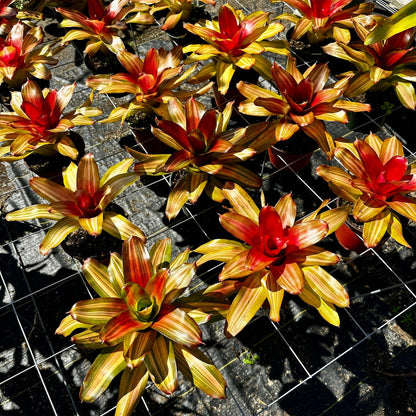 Rainforest Flora Neoregelia 'Freddy' - group view