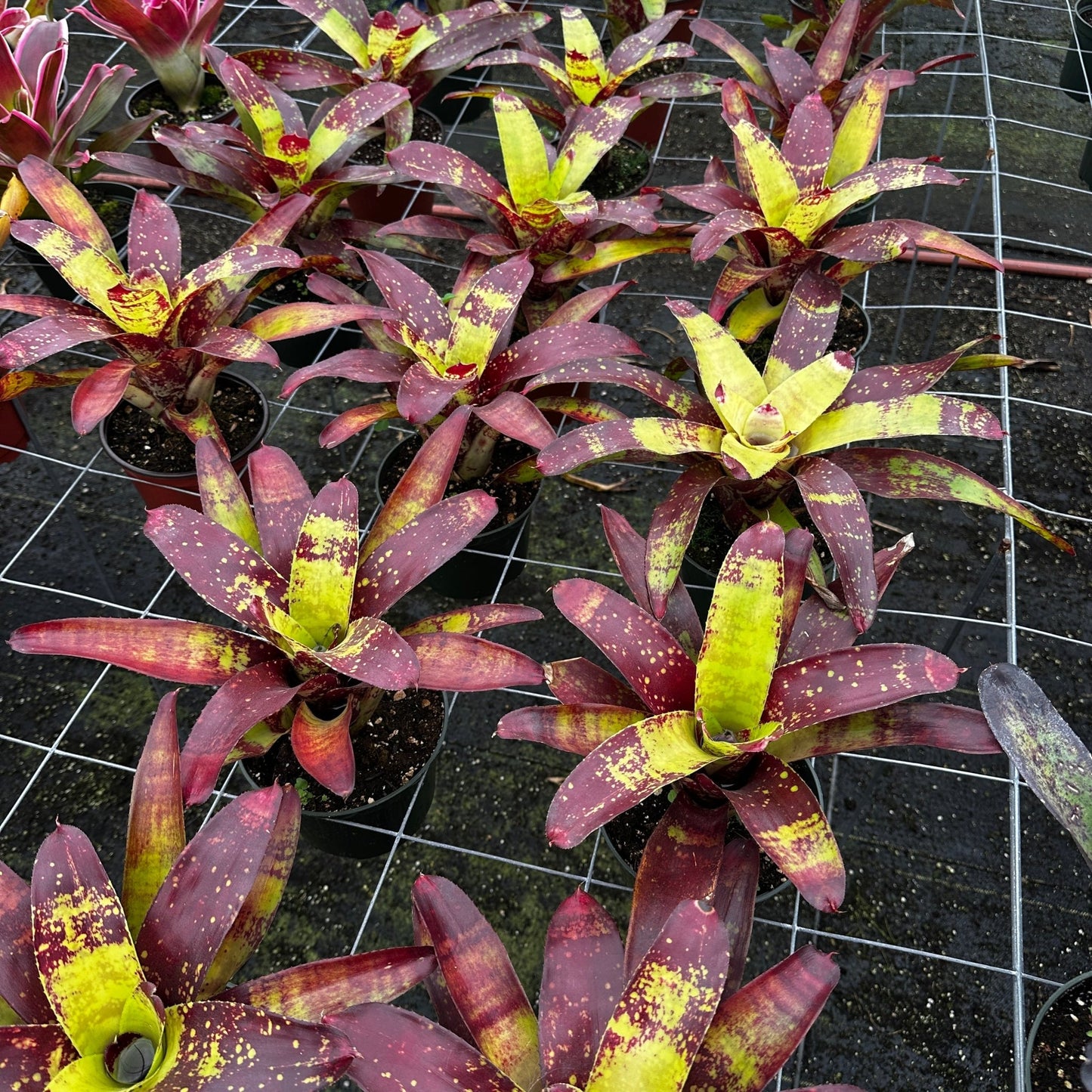 Rainforest Flora Angled outdoor group shot of multiple Neoregelia 'Gaspacho' plants with burgundy to purple-red leaves and bright green to gold speckling, resting on a wire grid