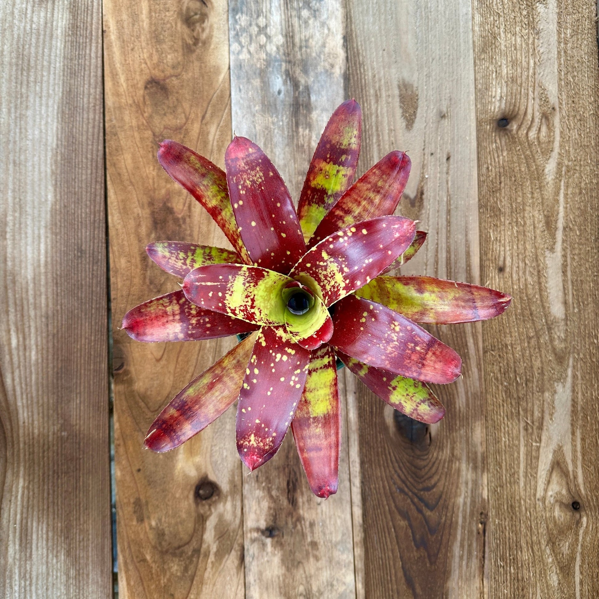 Rainforest Flora Overhead view of Neoregelia 'Gaspacho' with burgundy to purple-red leaves and bright green to gold speckling and banding, on vertical cedar boards with mixed gray and brown patina