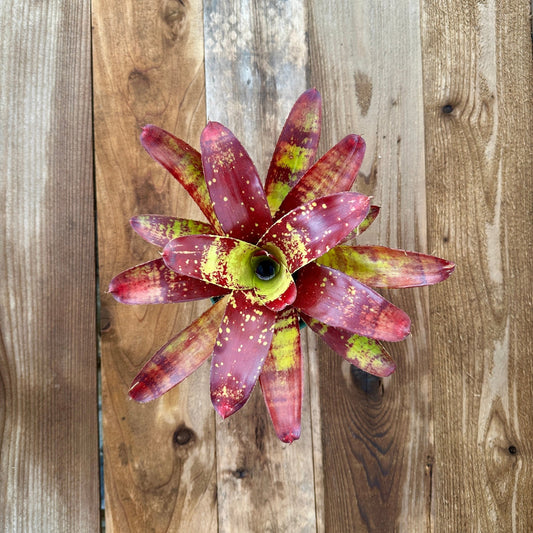 Rainforest Flora Overhead view of Neoregelia 'Gaspacho' with burgundy to purple-red leaves and bright green to gold speckling and banding, on vertical cedar boards with mixed gray and brown patina