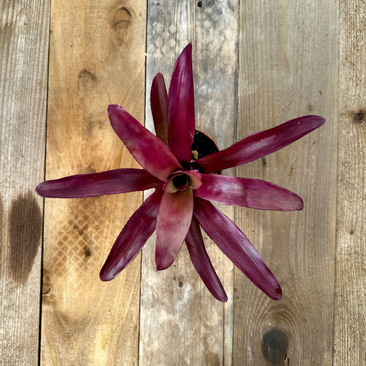 Rainforest Flora Overhead view of Neoregelia 'Granada' with narrow glossy lilac-purple leaves arching outward, on vertical cedar boards with mixed gray and brown patina