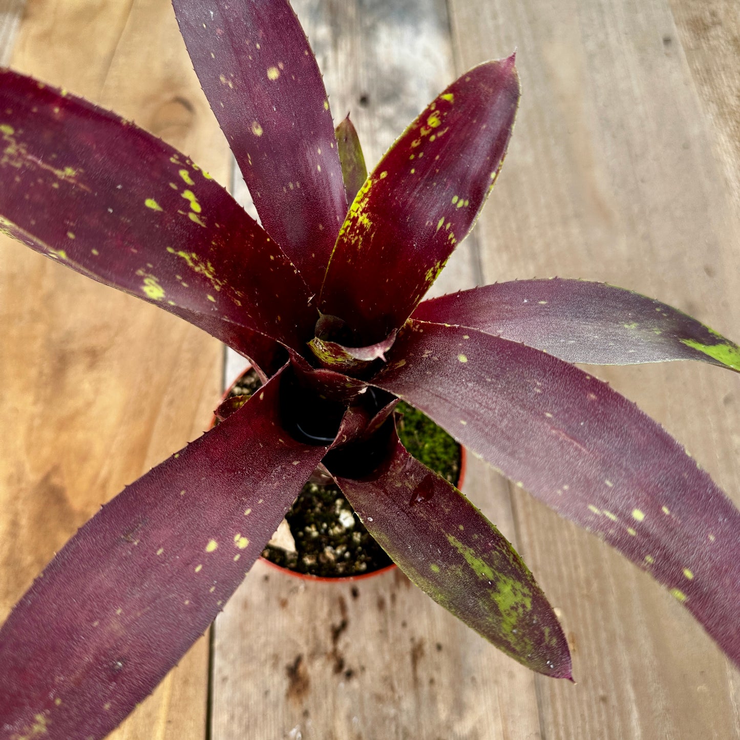 Rainforest Flora Close-up of Neoregelia 'Gympie Fantasy' leaf rosette revealing red-orange blush, light speckling, and green base tones on reclaimed cedar boards with natural patina