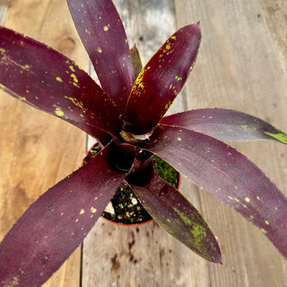 Rainforest Flora Close-up of Neoregelia 'Gympie Fantasy' leaf rosette revealing red-orange blush, light speckling, and green base tones on reclaimed cedar boards with natural patina