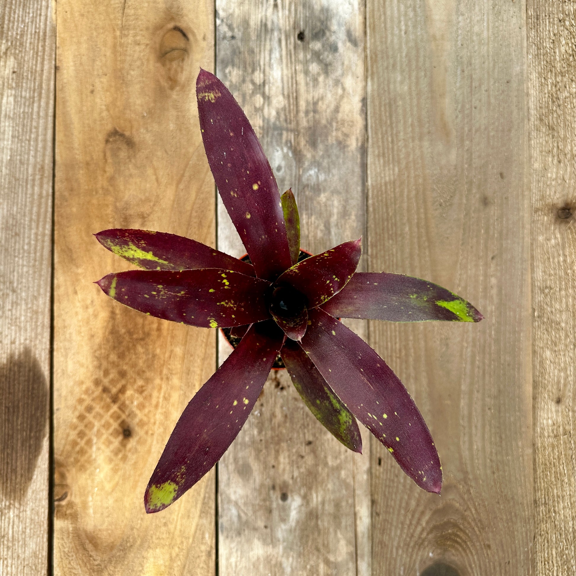 Rainforest Flora Overhead view of Neoregelia 'Gympie Fantasy' with green leaves blushing to red-orange and light speckling, on vertical cedar boards with mixed gray and brown patina