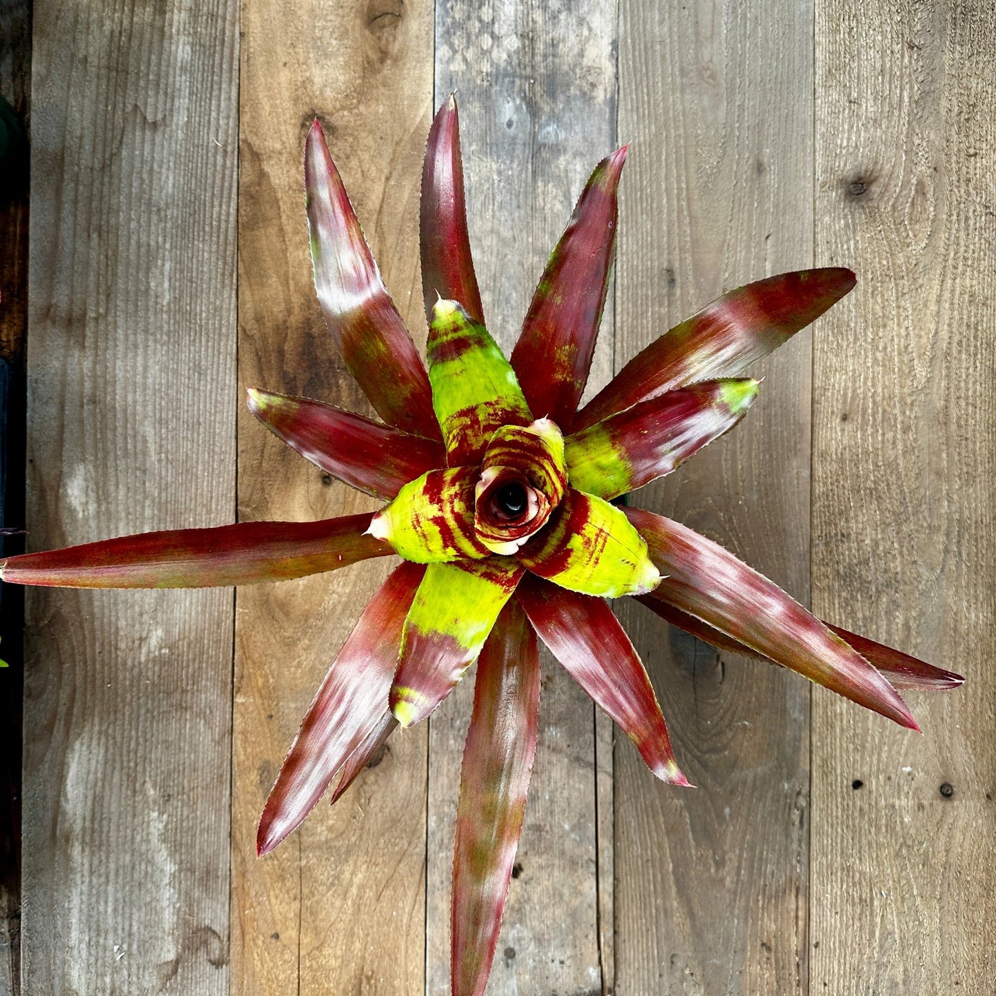 Rainforest Flora Neoregelia 'Lambert's Pride' - above view