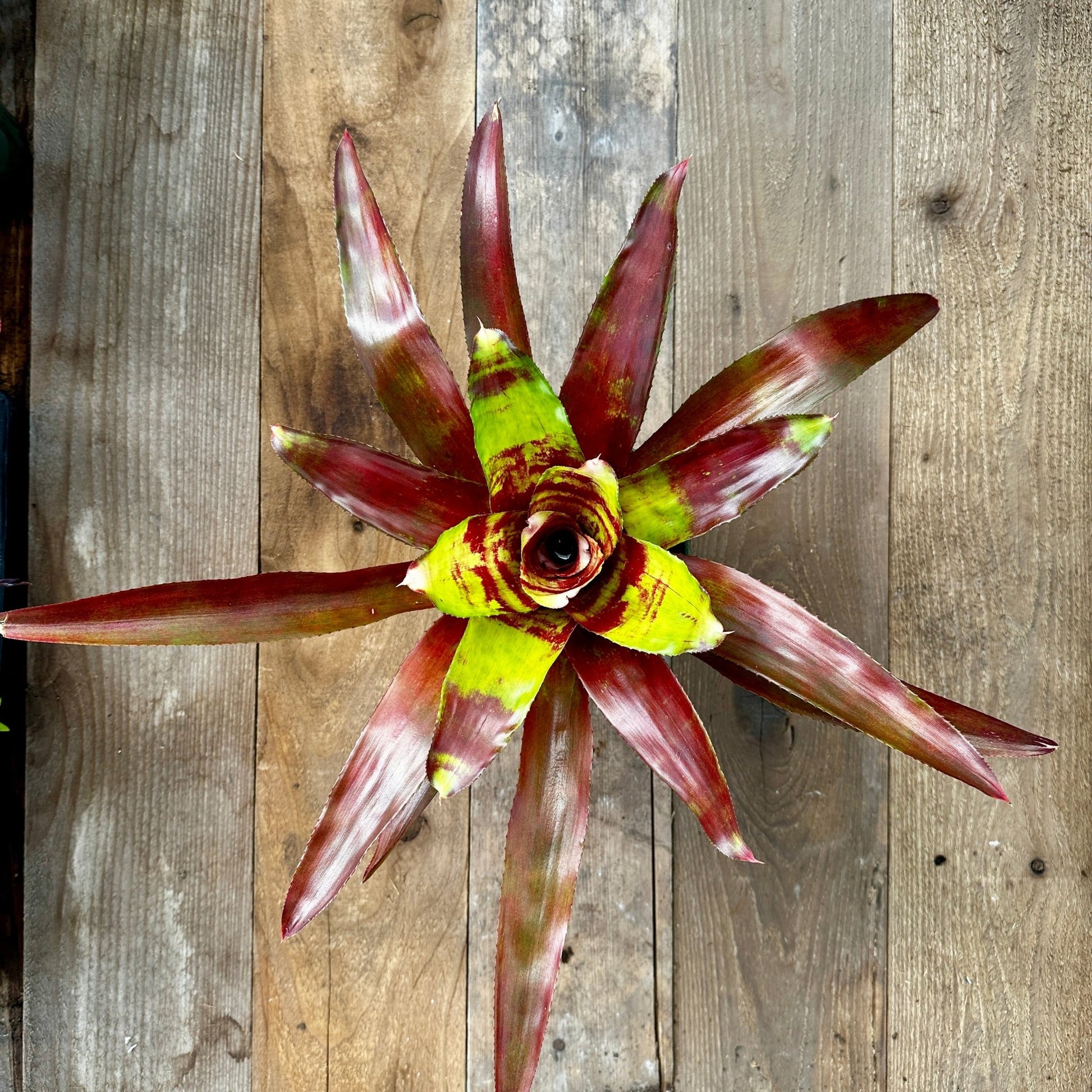 Rainforest Flora Neoregelia 'Lambert's Pride' - above view