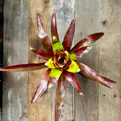 Rainforest Flora Neoregelia 'Lambert's Pride' - above view