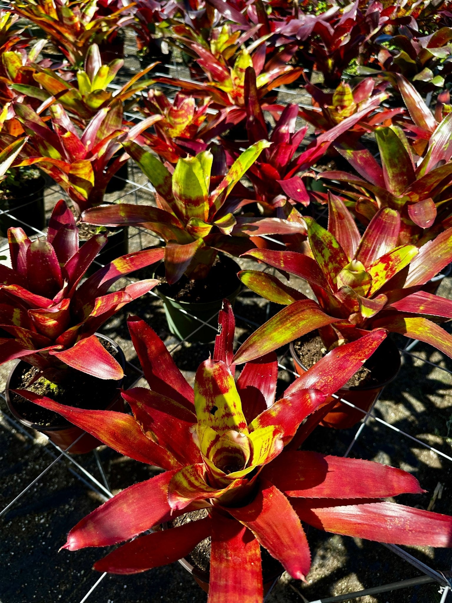 Rainforest Flora Neoregelia 'Lambert's Pride' - group view